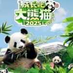 成长吧！大熊猫 2025