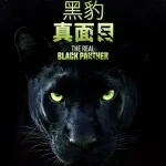 真黑豹无双